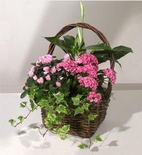 Blooming Gift Basket 