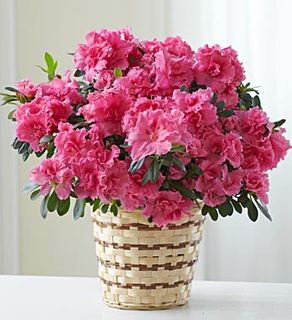 Blooming Love Azalea 