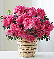 Blooming Love Azalea
