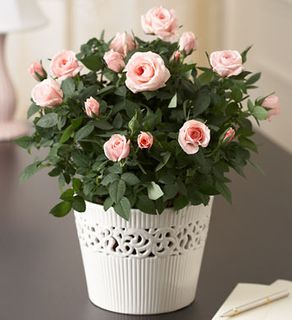 blooming pink rose plant