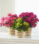 Blooming Plant