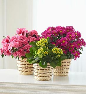 Blooming Plant