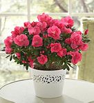 Blooming Plant - Azalea