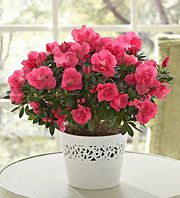 Blooming Plant - Azalea