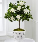 Blooming Tranquility Gardenia Plant