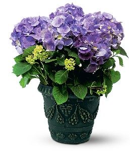 Blue Hydrangea 