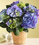 Blue Hydrangea