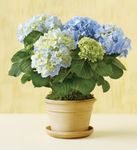 Blue Hydrangea 