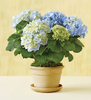 Blue Hydrangea 