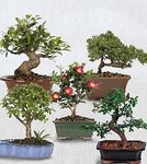 Bonsai combo mini 
