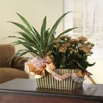 Bountiful Blooming Garden Basket plants