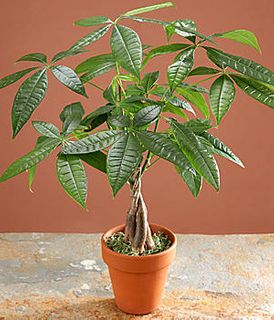 Braided Money Tree 4in