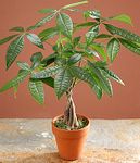 Braided Money Tree 4in Braided Money Tree 4in