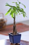 Braided Money Tree small Braided Money Tree small