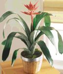 Bromeliad Blooming Plant