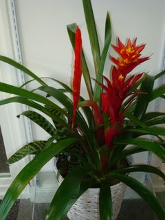 Bromeliad Garden 10 inches