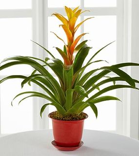 Bromeliad Plant