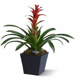 Bromeliad red