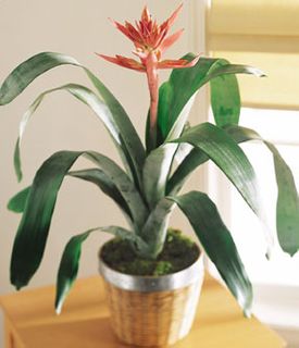 Bromeliad SMALL