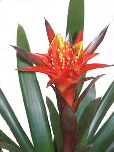 Bromeliads