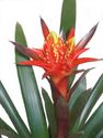 Bromeliads