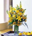 Burst of Yellow Burst of Yellow
