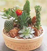 Cactus Dish Garden- large dish