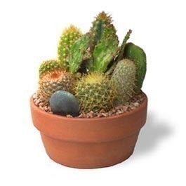 Cactus Garden  Large