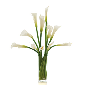 Calla Lilies 