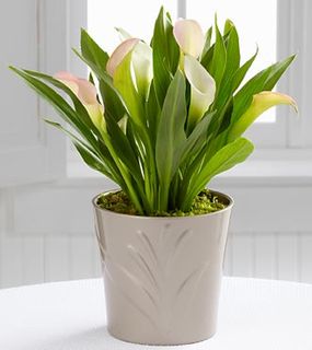 Calla Lily Plant