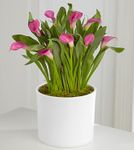 Calla Lily Plant 