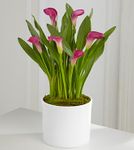  Calla Lily Plant - 6.5"
