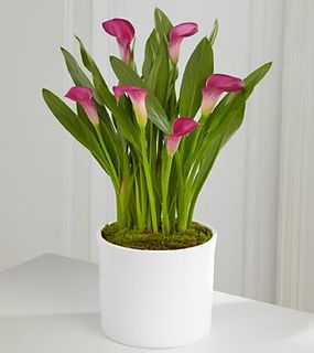  Calla Lily Plant - 6.5"