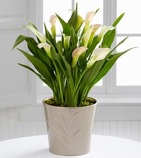 Calla Lily Plant mixed color
