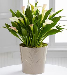  Calla Lily Plant Mixed color