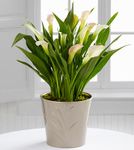 Calla Lily Plant mixed color