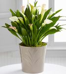  Calla Lily Plant Mixed color