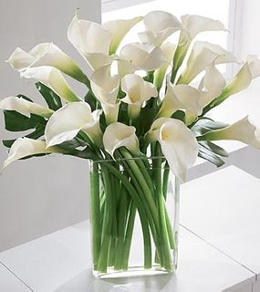 Callas- White