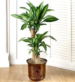Cane Floor Plant 