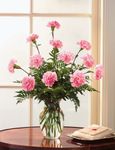 Carnations Carnations