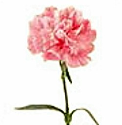 Carnations 