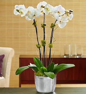 Celebration Orchids 