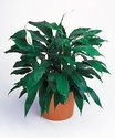 Pecae lily Evergreen in a basket decor Pecae lily Evergreen in a basket decor