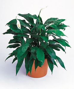 Pecae lily Evergreen in a basket decor