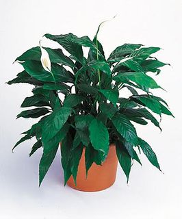 Pecae lily Evergreen in a basket decor