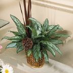 Chinese Evergreen Plant Chinese Evergreen Plant