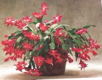 Christmas Cactus Christmas Cactus