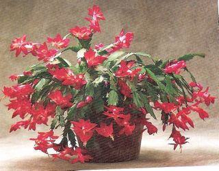 Christmas Cactus