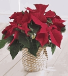 Winter Traditions Plants Winter Traditions Plants