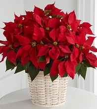 Christmas Poinsettia